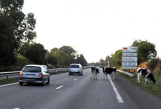 Vaches-2-----S