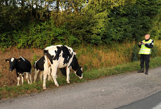 Vaches-photo-S
