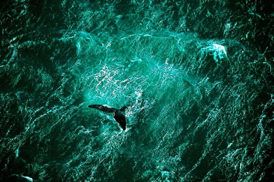 Baleine-au-large